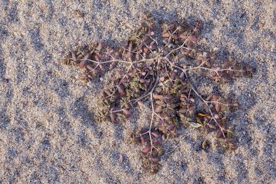 Image of Sonoran sandmat