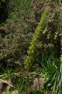 Image of Arthropodium milleflorum (Redouté) J. F. Macbr.