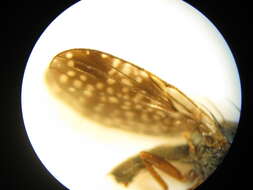 Image of Trupanea denotata Hardy 1980