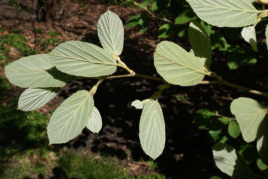 Imagem de Hamamelis mollis Oliv.