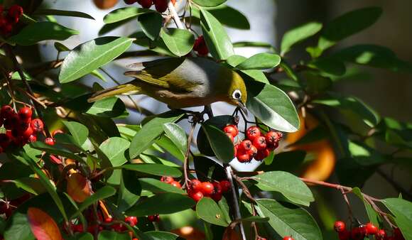 Image of Silvereye