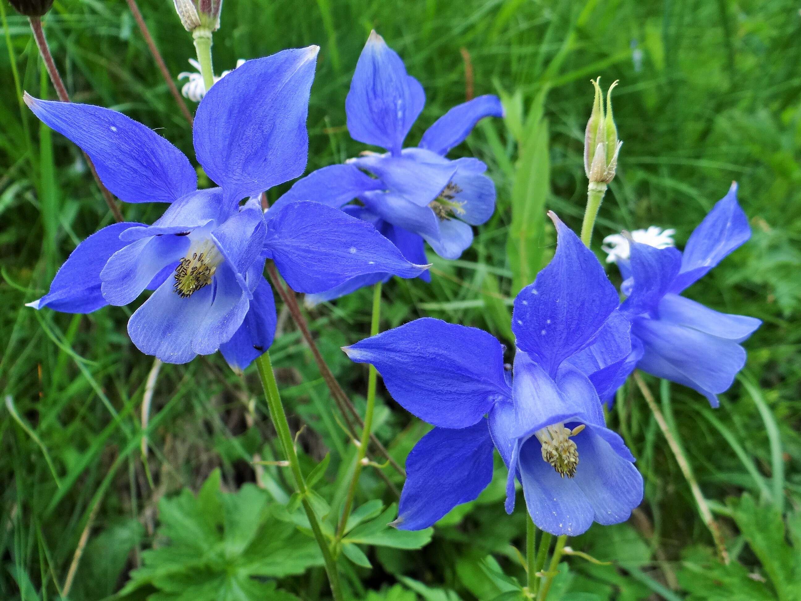 Image of Alpine Columbine