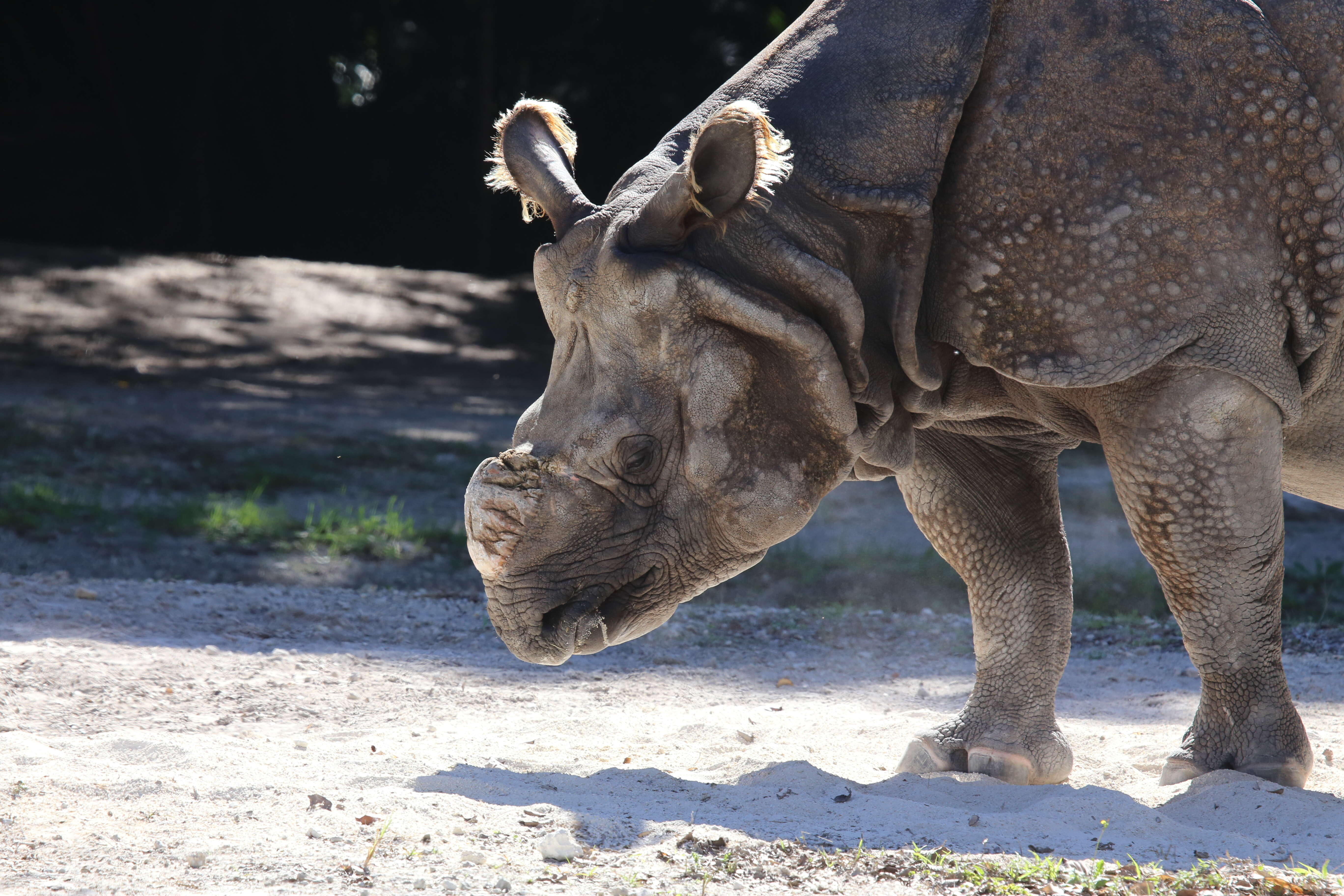 Image of Indian Rhinoceros