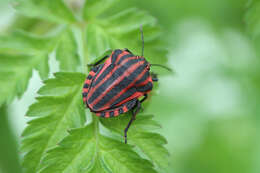 Image of <i>Graphosoma italicum</i>