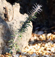 Image de Euphorbia kondoi Rauh & Razaf.