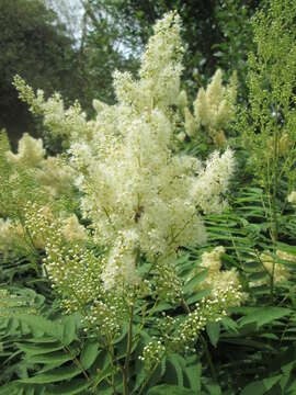 Image of false spiraea