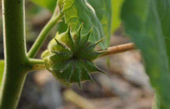 Imagem de Abutilon theophrasti Medik.