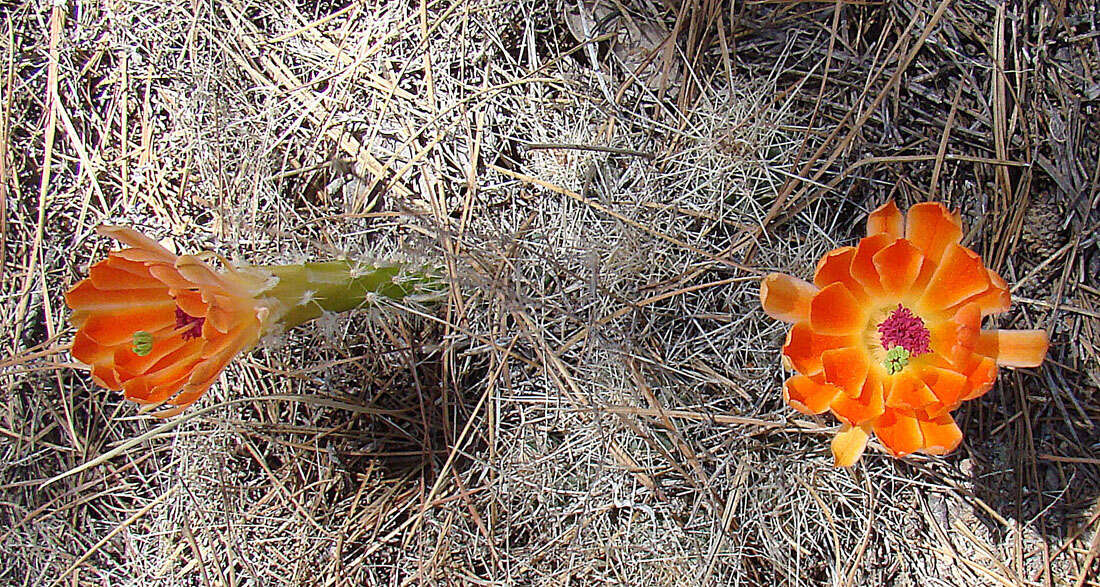 Image of Echinocereus scheeri (Salm-Dyck) Scheer