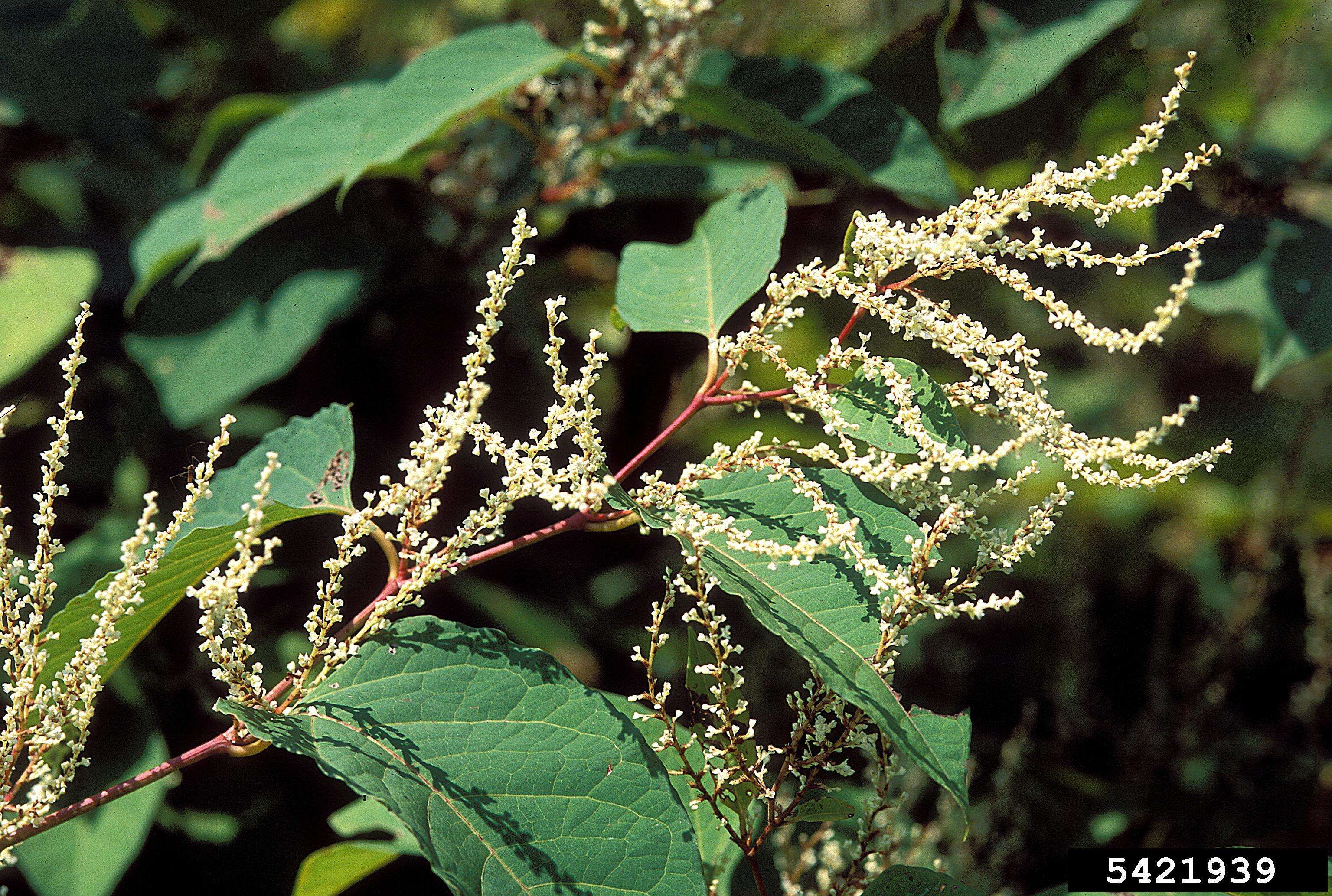 Image of Japanese Knotweed