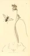 Image of <i>Trichiosoma vitellina</i>