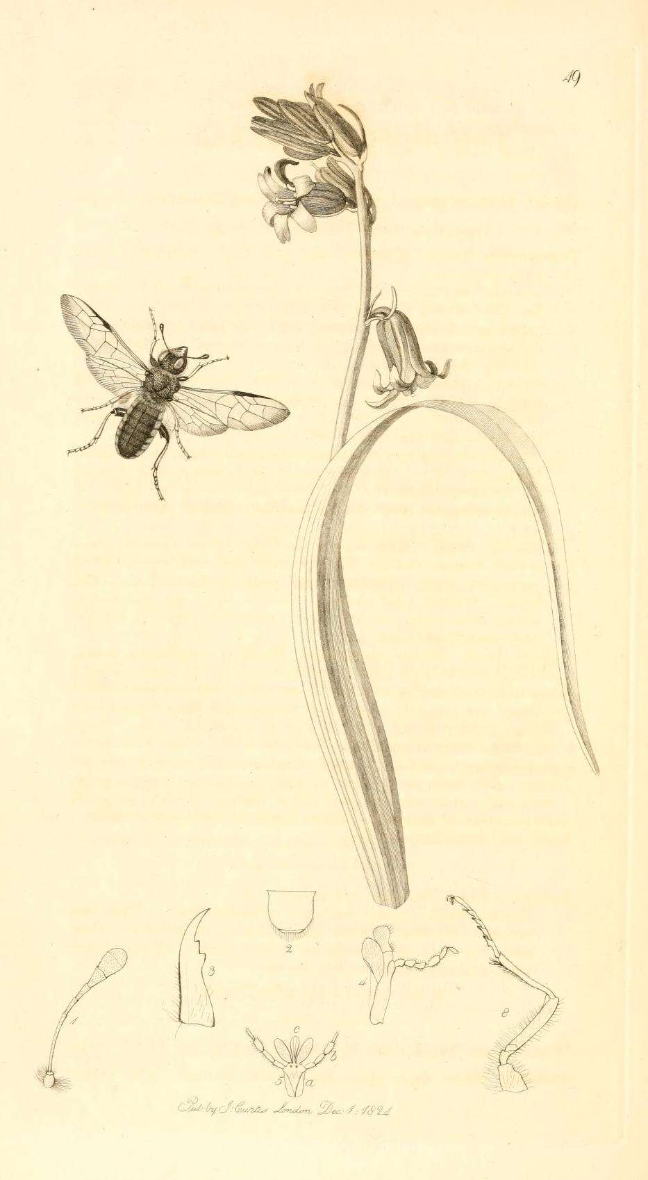 Image of <i>Trichiosoma vitellina</i>
