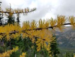 Larix occidentalis Nutt. resmi