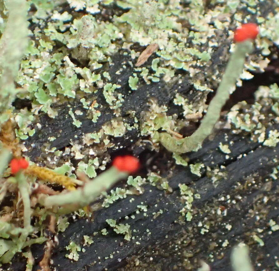 Image of Cladonia macilenta