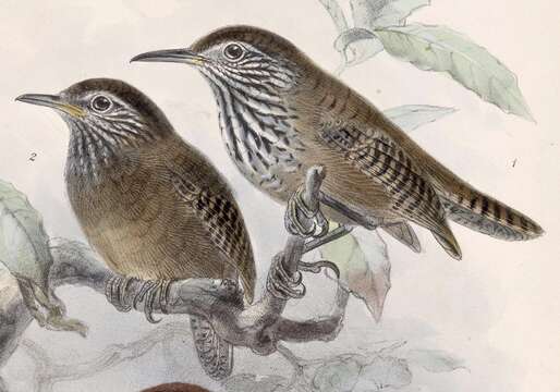 Image of Stripe-breasted Wren