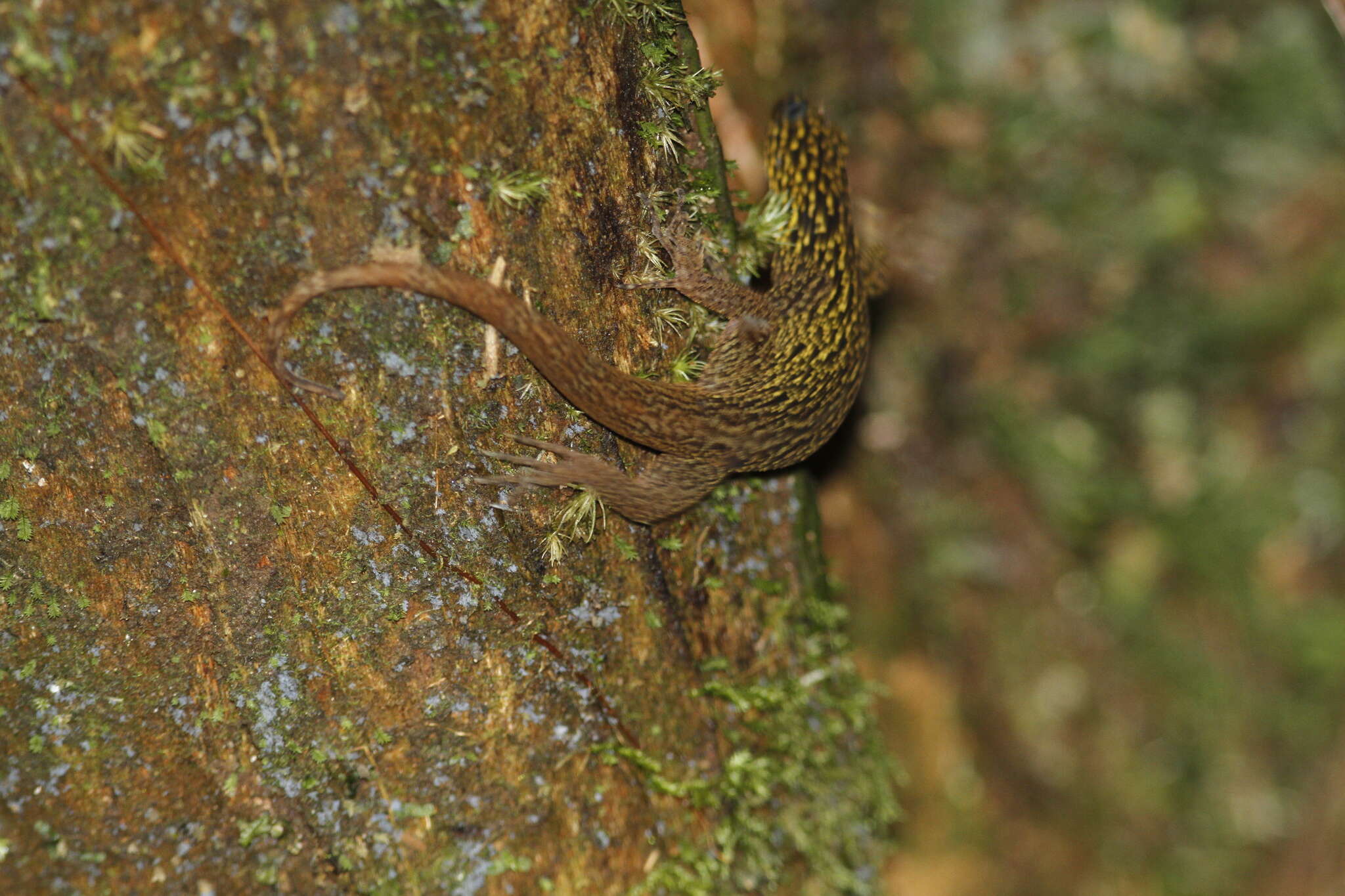 Image of Annulated Gecko