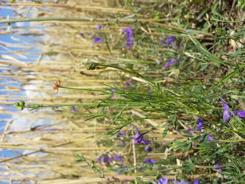 Image of flame adonis