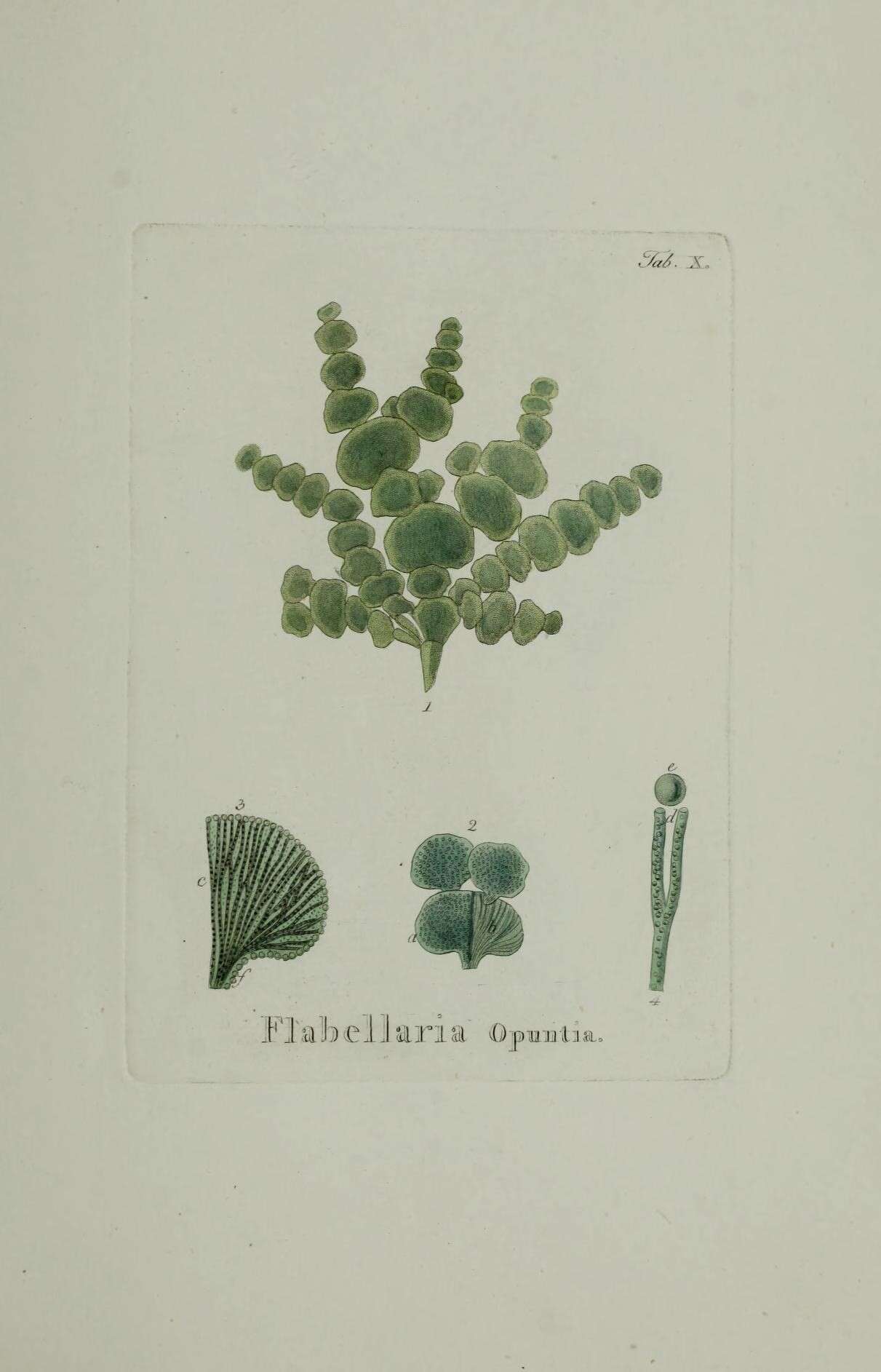 Image of Halimeda opuntia