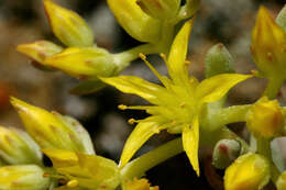 Image of spearleaf stonecrop