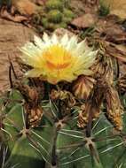 Image of Ferocactus latispinus (Haw.) Britton & Rose