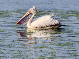 Image of Grey Pelican