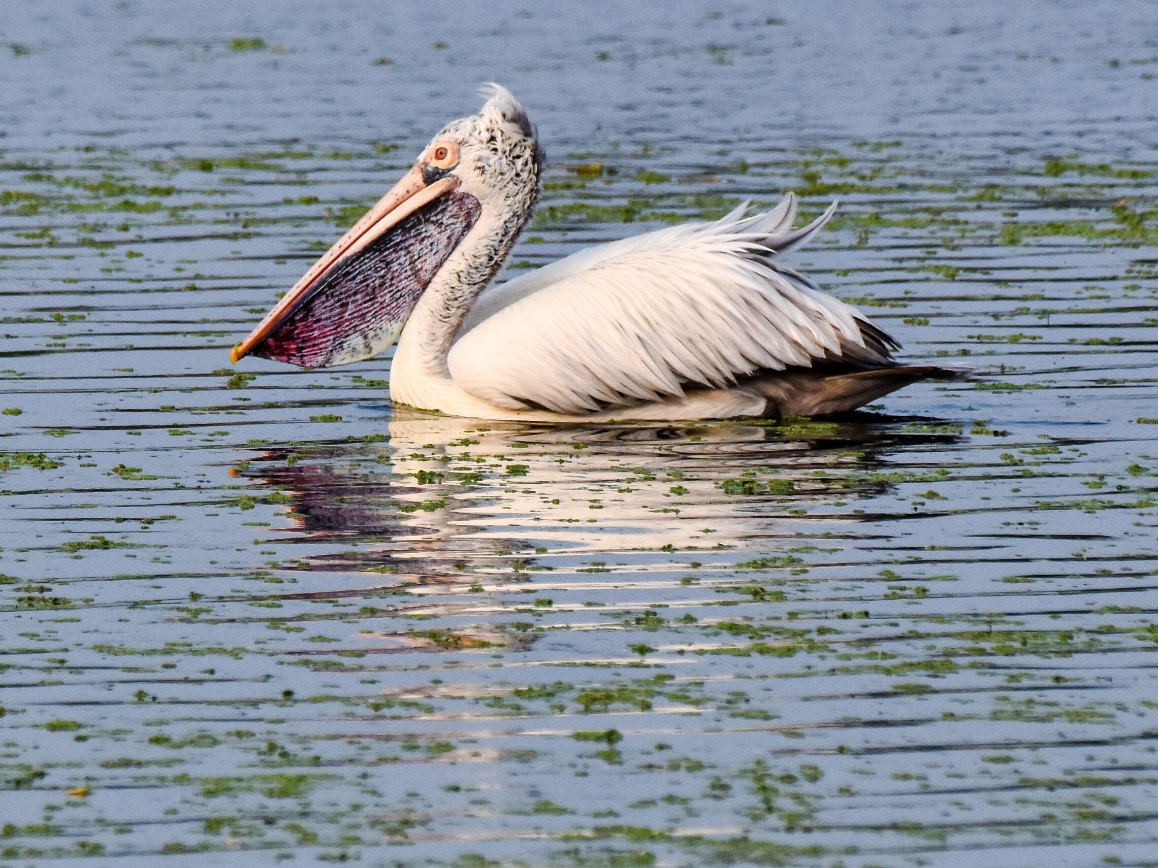 Image of Grey Pelican