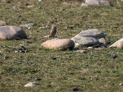 Image of Red-throated Pipit