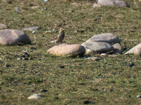 Image of Red-throated Pipit