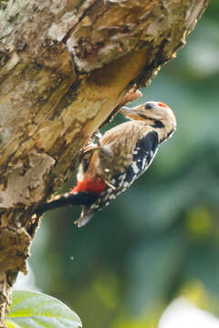 Image of Fulvous-breasted Woodpecker