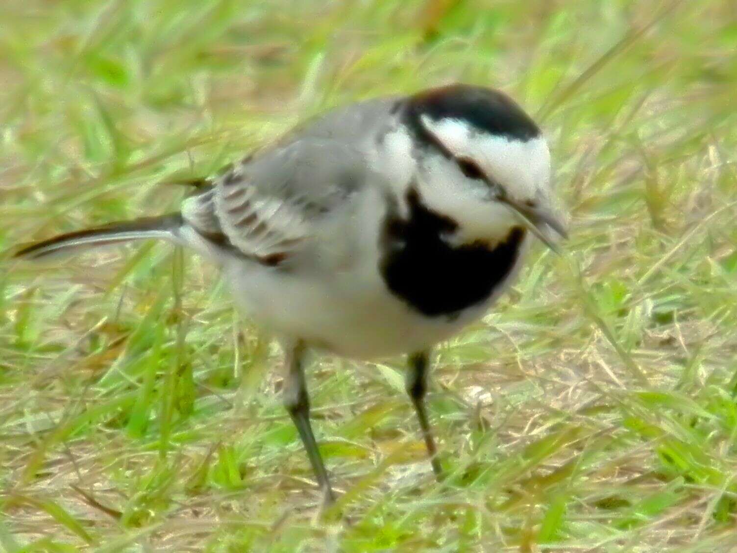 Image of Pied Wagtail and White Wagtail