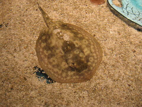 Image of Yellow Stingray