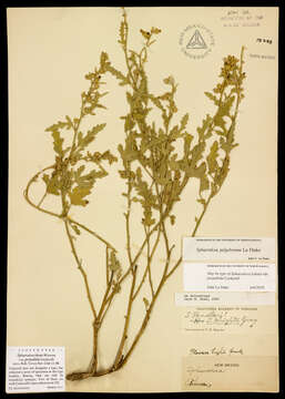 Image of globemallow