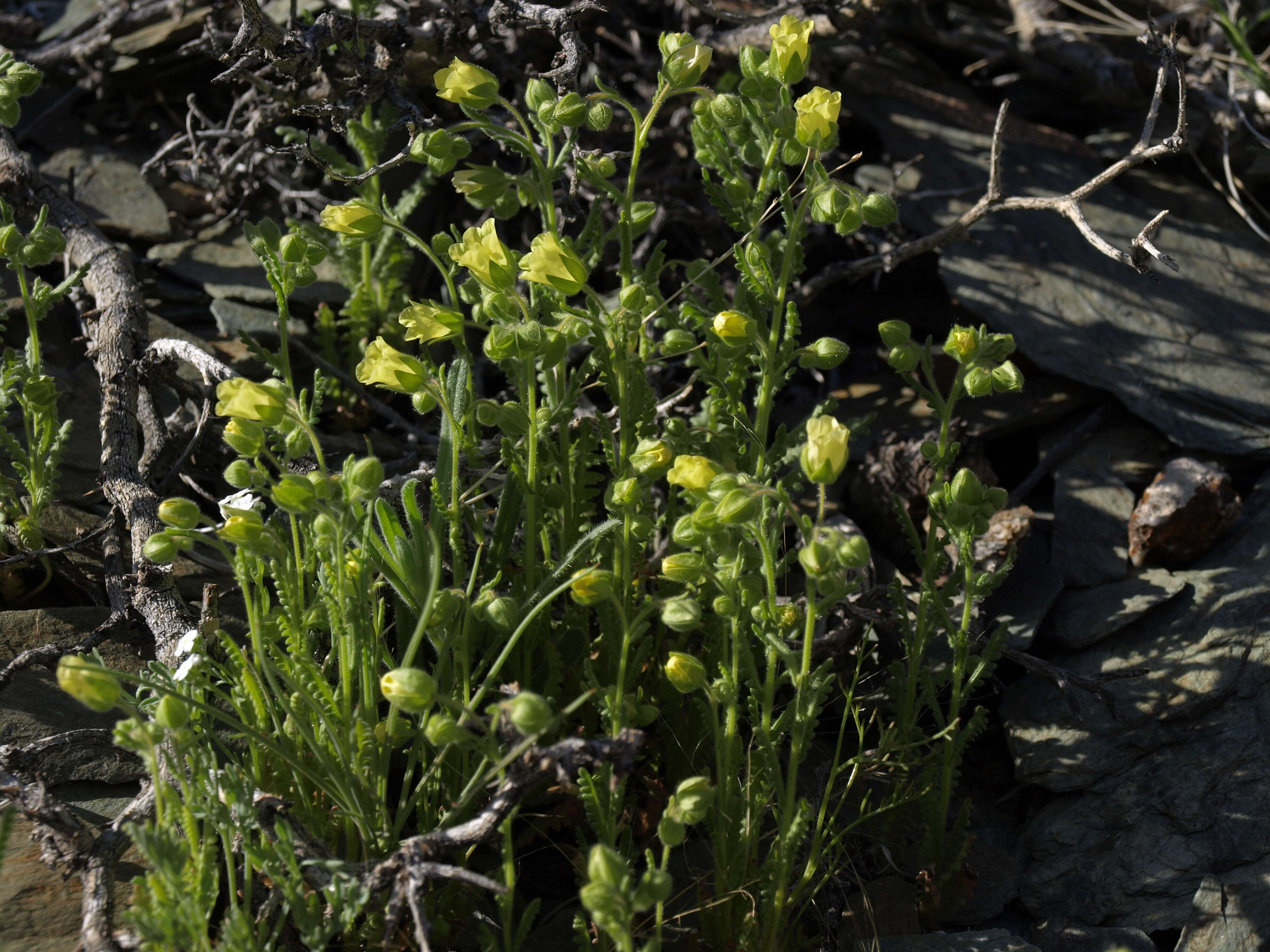 صورة Emmenanthe penduliflora Benth.