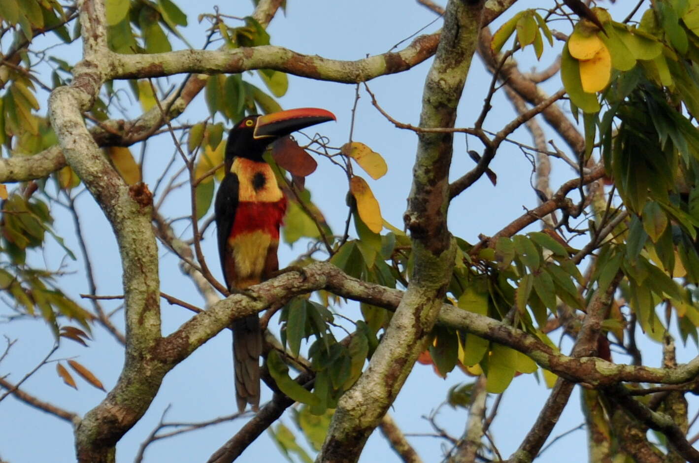 Image of Fiery-billed Aracari