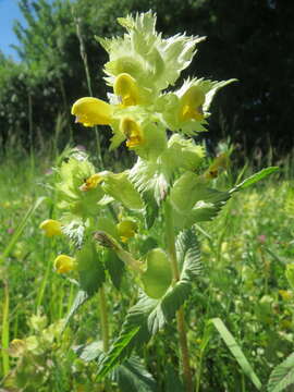 Image of European yellow rattle