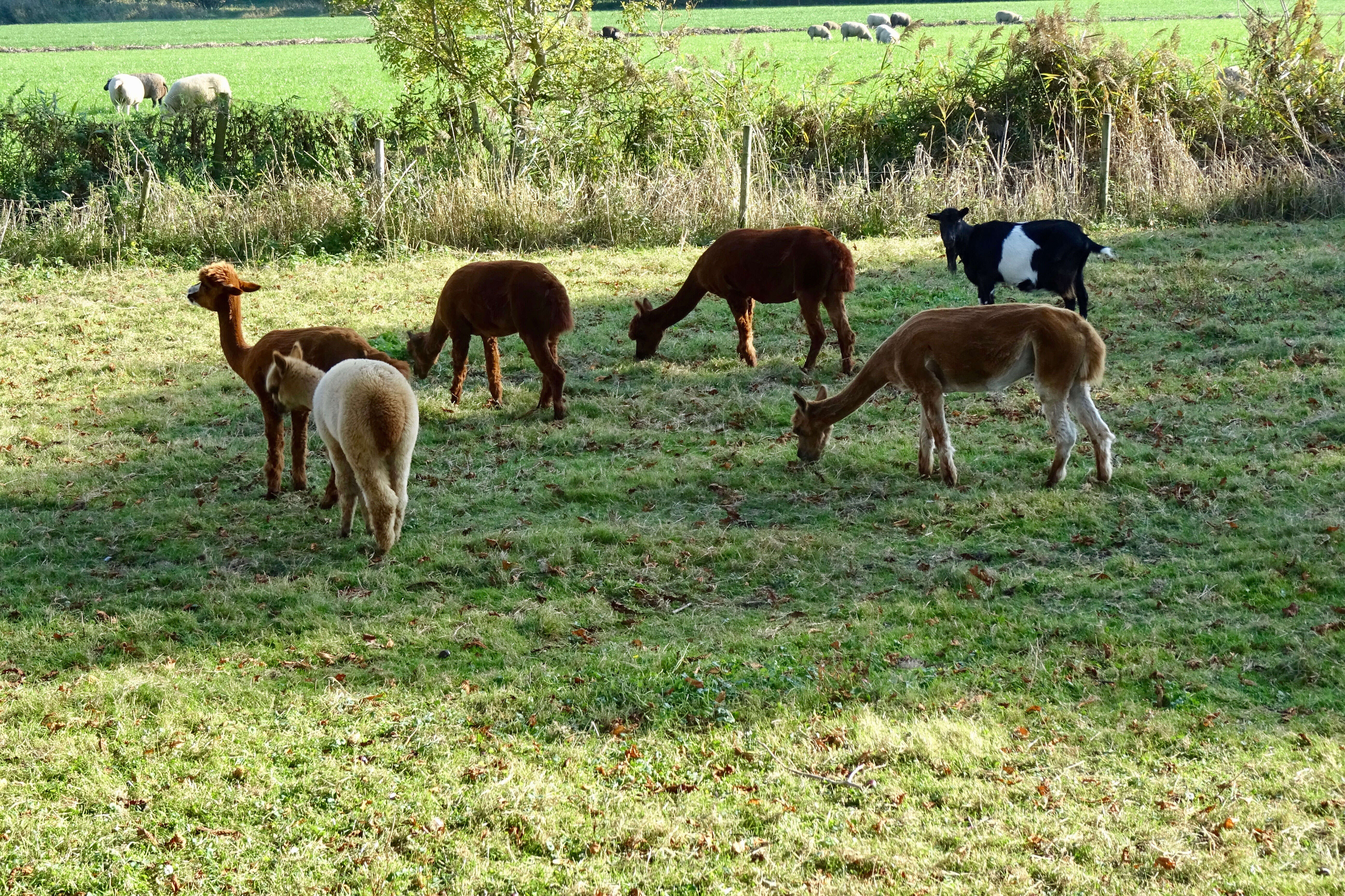 Image of Alpaca