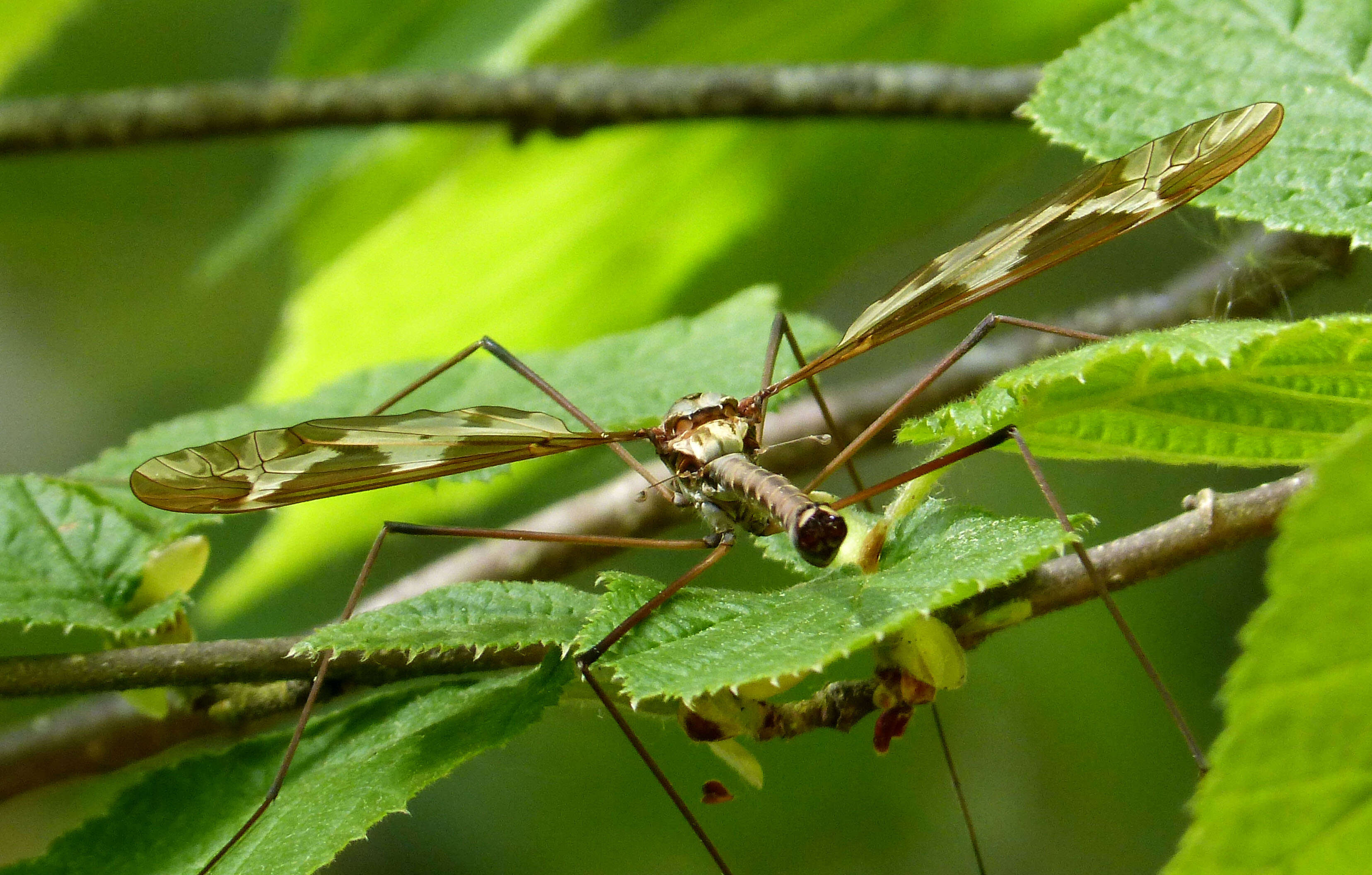 Image of Tipula (Acutipula) maxima Poda 1761