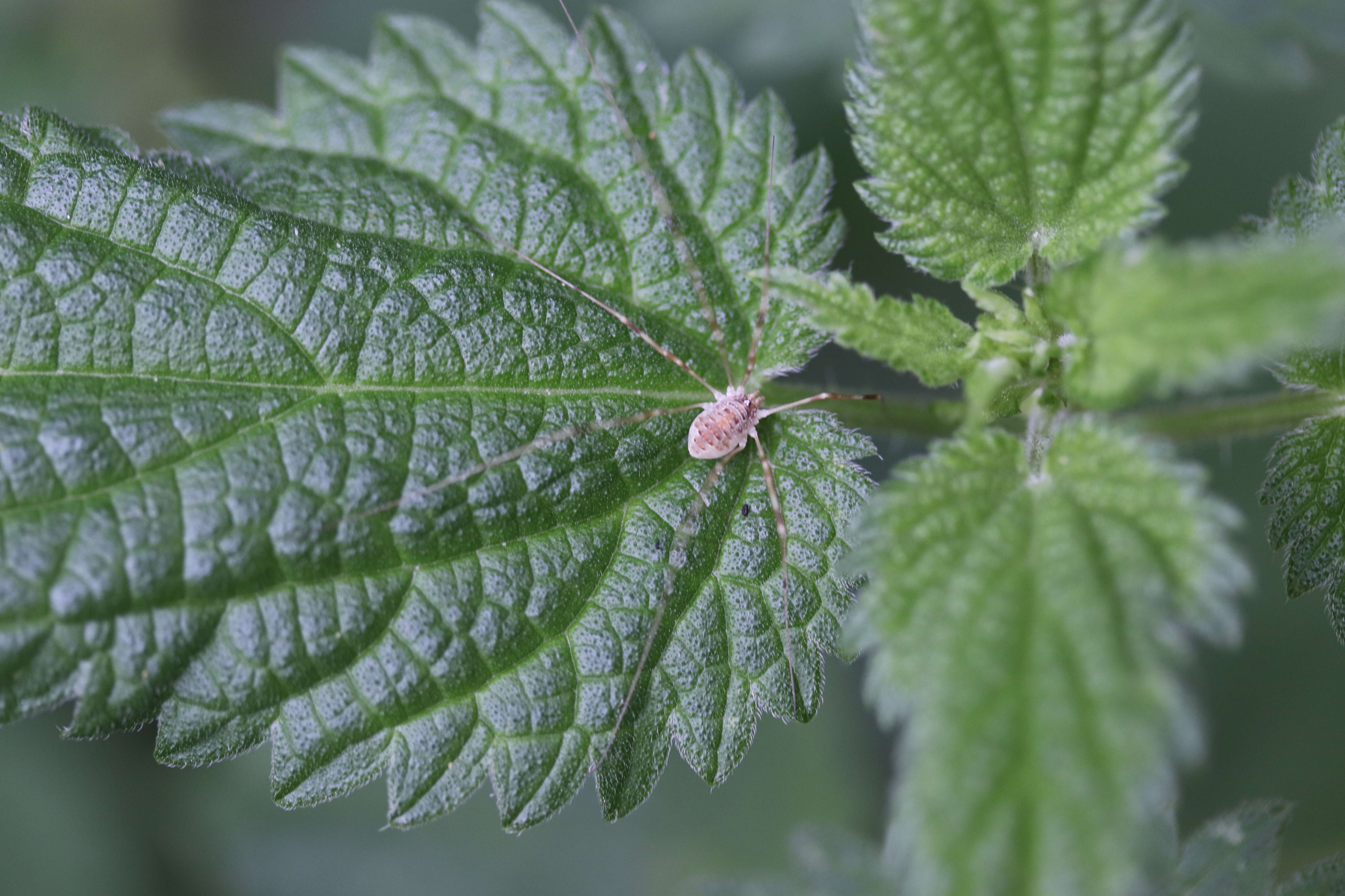 Image of Opilio canestrinii