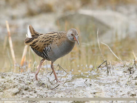 Image of European Water Rail