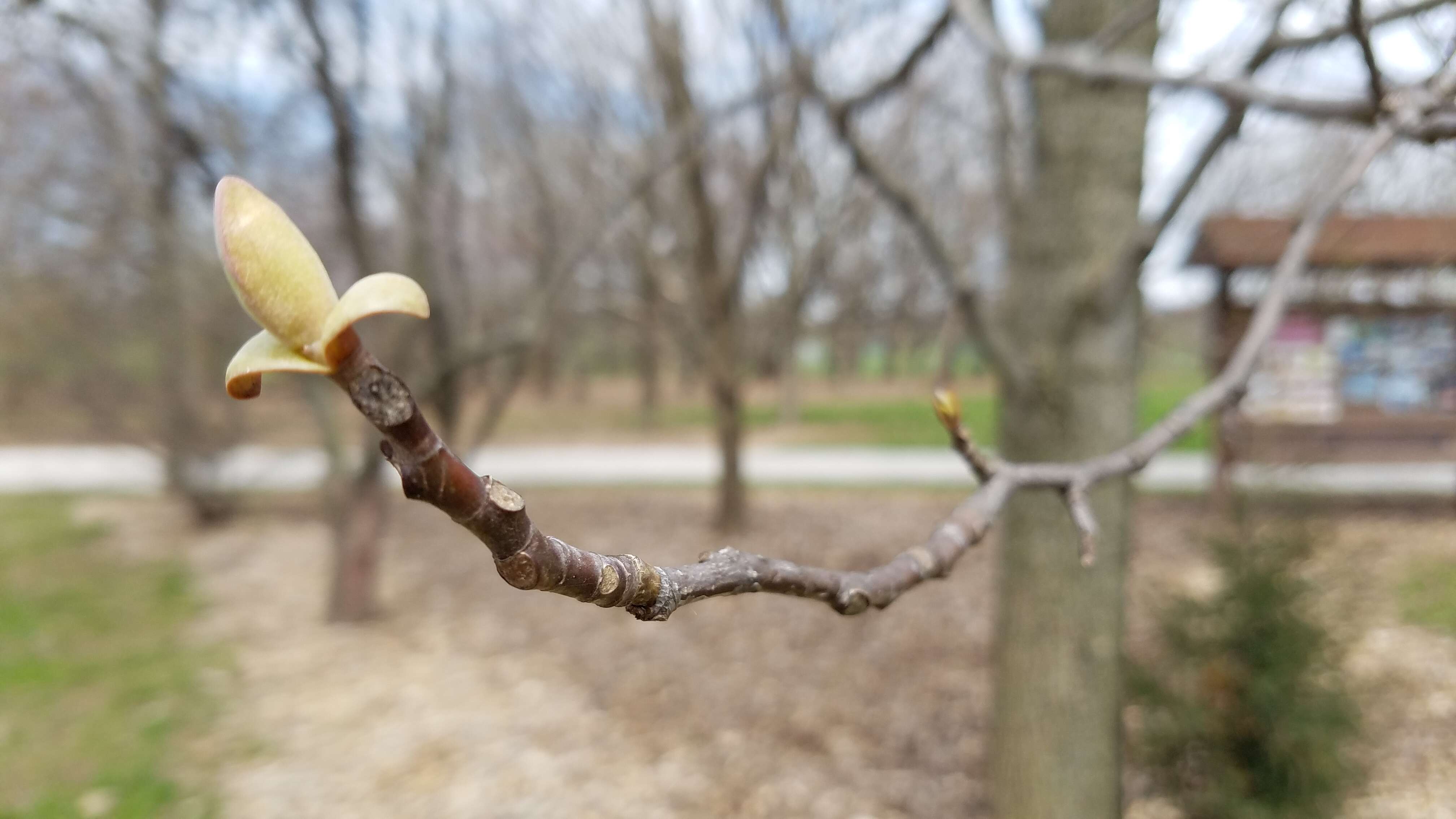 Image of Tulip tree