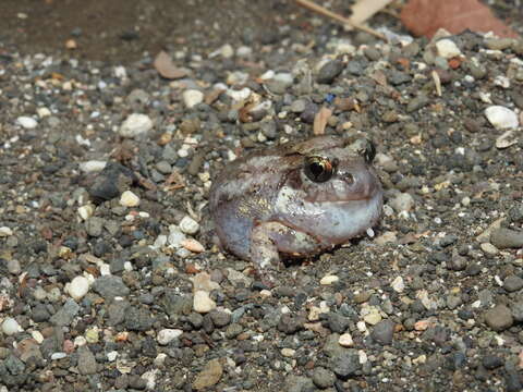 Image of Burrowing frog