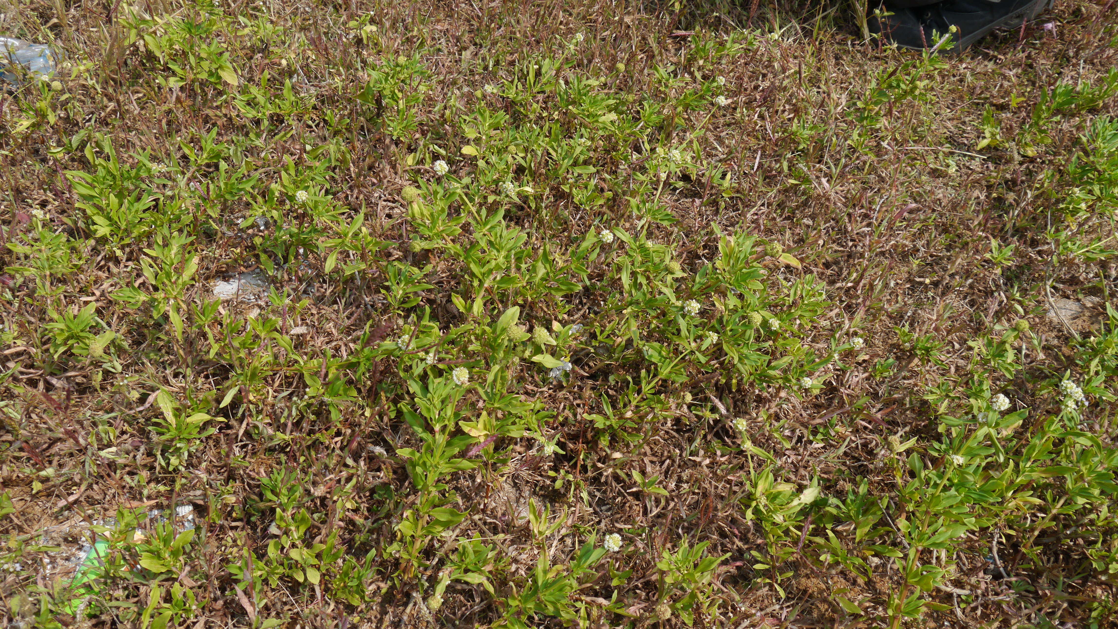 Image of shrubby false buttonweed