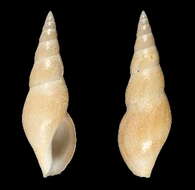 Image of Leiosyrinx matsukumai Bouchet & Sysoev 2001