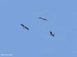 Image of Black Stork