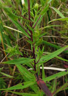 Image of purplestem aster