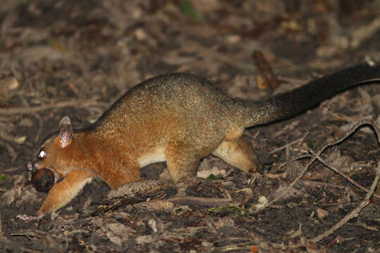 Image of Coppery Brushtail Possum