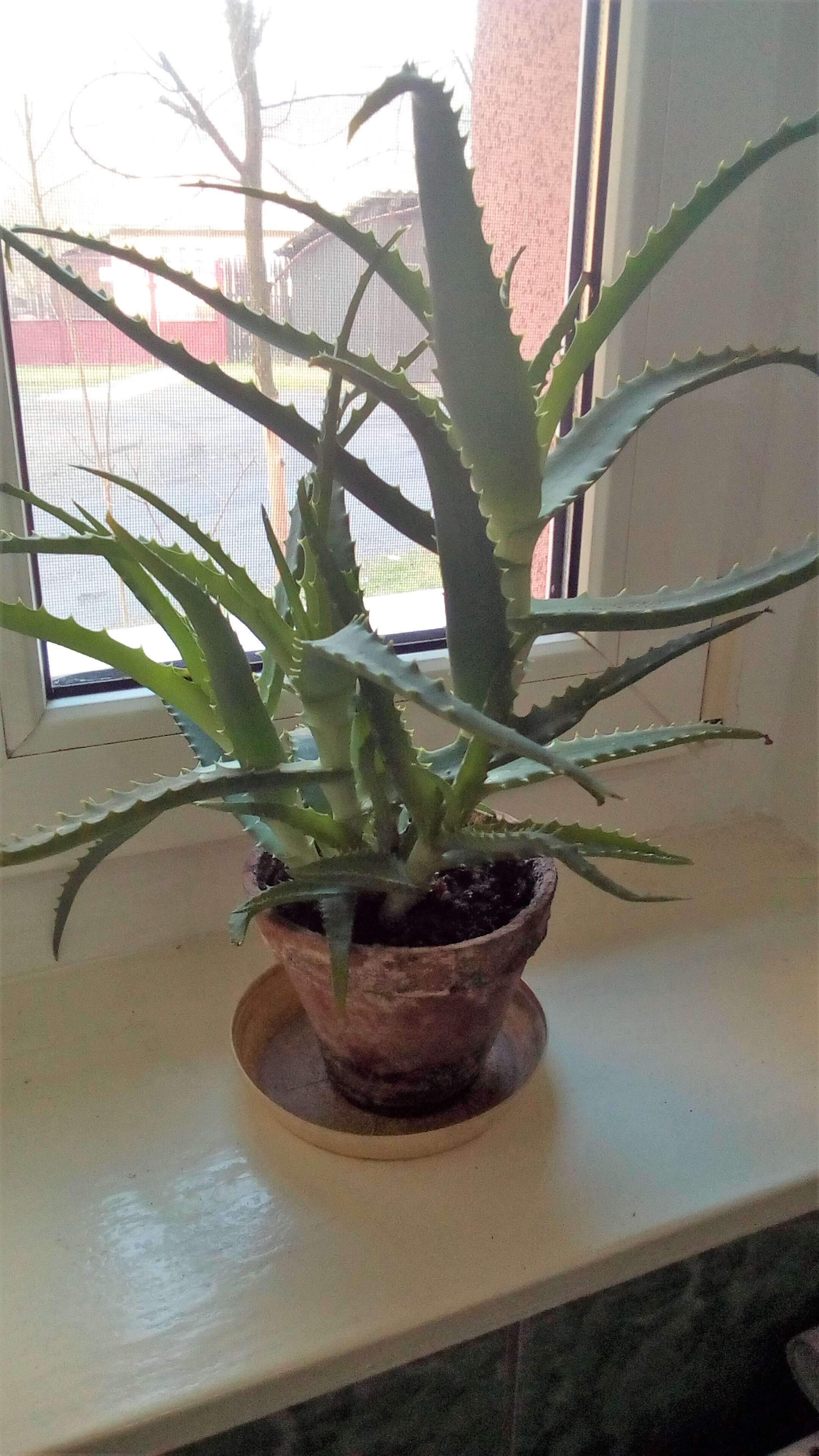 Image of candelabra aloe