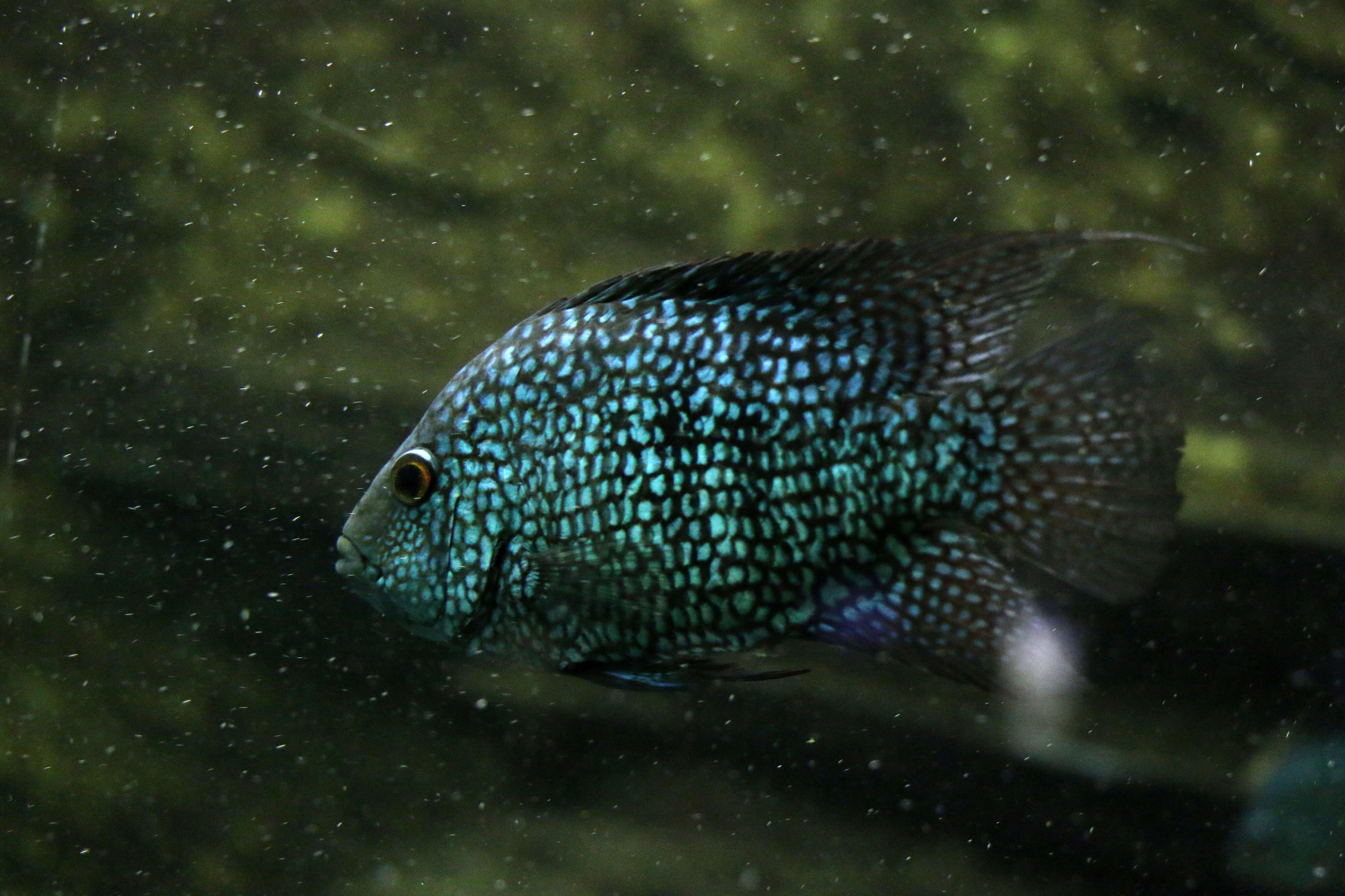 Image of Lowland cichlid