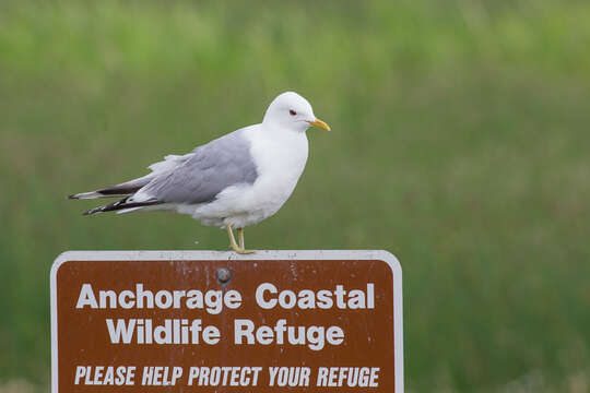 Image of Short-billed Gull