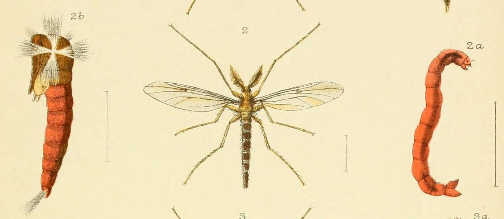 Image of Chironomus zealandicus Hudson 1892