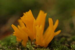 Imagem de Calocera viscosa (Pers.) Fr. 1821